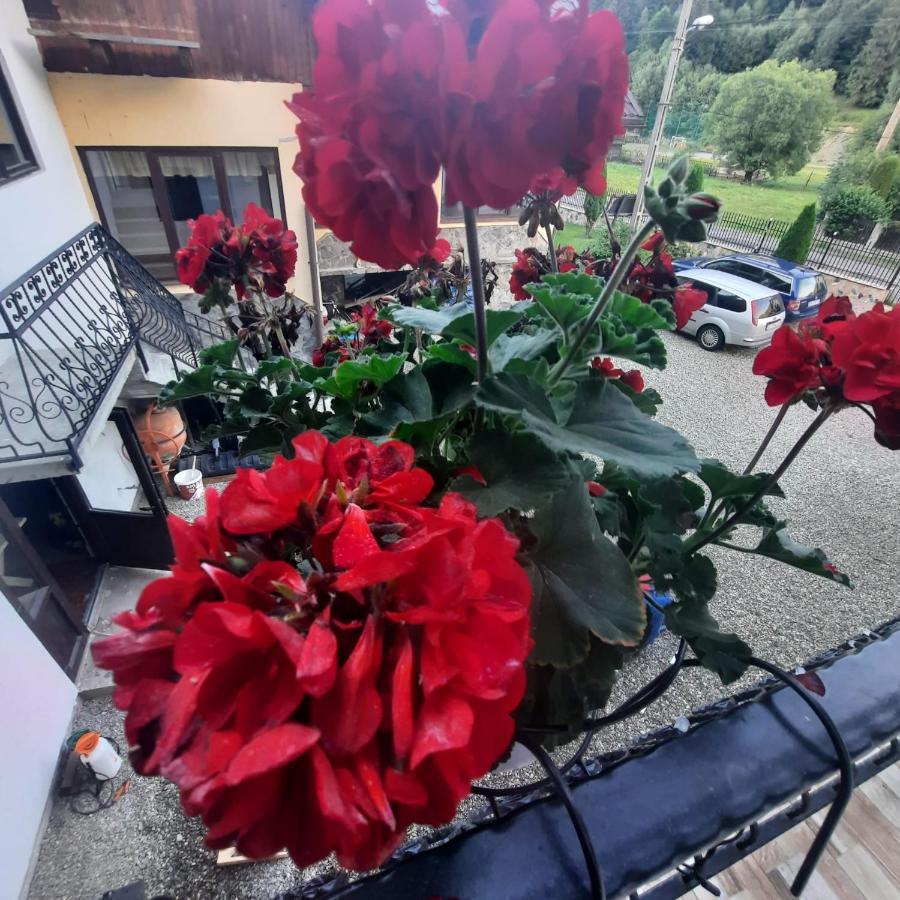 Casa Dana Olteanu Hotel Felsőmoécs Kültér fotó