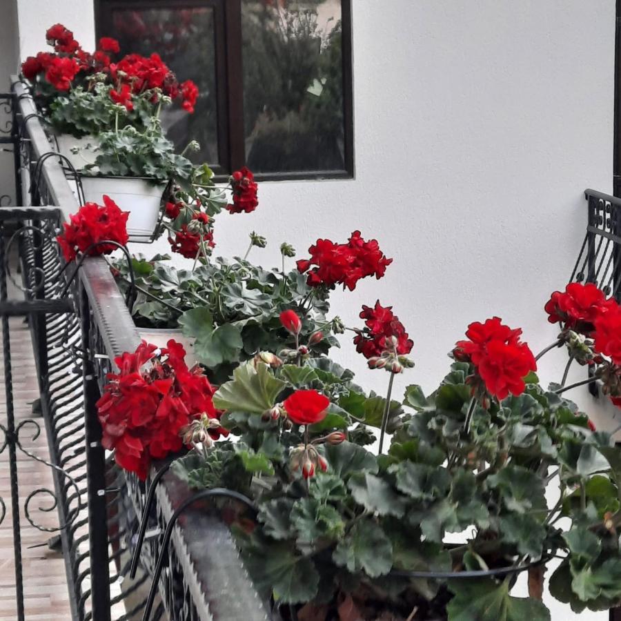 Casa Dana Olteanu Hotel Felsőmoécs Kültér fotó